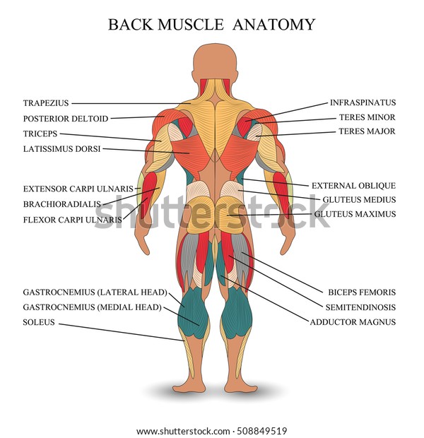 Back Anatomy Chart