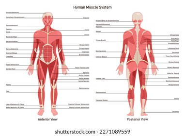 Anatomy of human muscular system. Front and back view of the body. Smooth muscle tissue. Physiology educational banner. Flat vector illustration