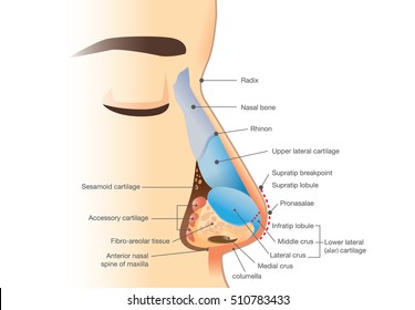 Nose Anatomy Images, Stock Photos & Vectors | Shutterstock