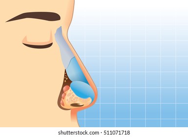 Anatomy of human nose on blue background. Illustration about inner of human nose for study and medical.