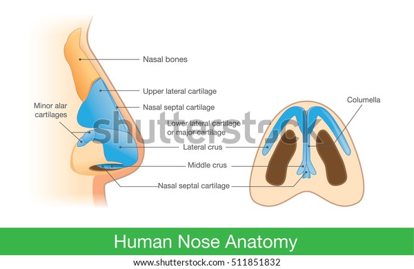 Anatomy of human nose in side view and below.\
Illustration about description of components in nose for study and\
medical.