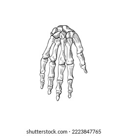 Anatomy of the Human Palm, vector illustration on white background