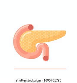 Anatomy of human pancreas, flat design vector illustration, cartoon style 