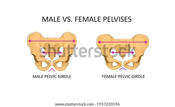 Anatomy Human Pelvic Bone Male Female Stock Vector (Royalty Free ...