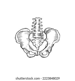 Anatomy of the Human pelvis, vector illustration on white background