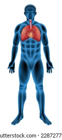 Anatomy of the human respiratory system