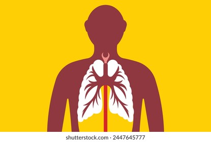 Anatomy of the human respiratory system