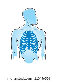 anatomy of human, rib