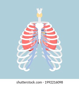 anatomy of human rib cage with lungs and human heart, internal organs body part orthopedic health care, vector illustration cartoon flat character design