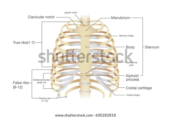 人間の肋骨の解剖 科学と医療に関するベクター画像からのイラスト のベクター画像素材 ロイヤリティフリー
