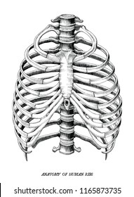 Rib Cage Drawing Images Stock Photos Vectors Shutterstock