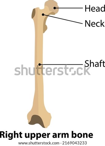 Anatomy of human. The right upper arm bone. Illustration from vector about science and medical.
