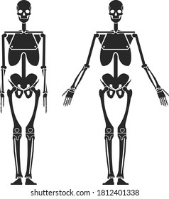 Anatomie des menschlichen Skeletts