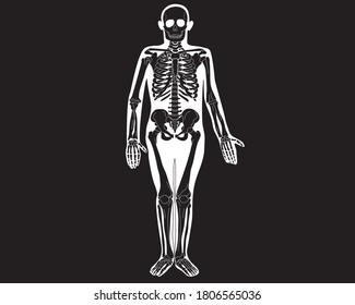 Anatomy of the human skeleton in expanded form. Vector isolated flat illustration of white silhouette  skull and bones on black background.Halloween, medical, educational or scientific banner.
