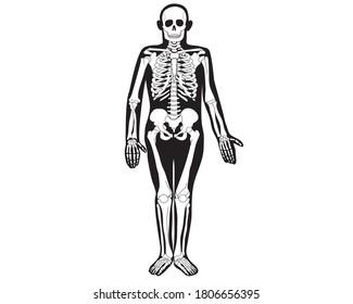 Anatomy of the human skeleton in expanded form. Vector isolated flat illustration of white silhouette  skull and bones on black background.Halloween, medical, educational or scientific banner.