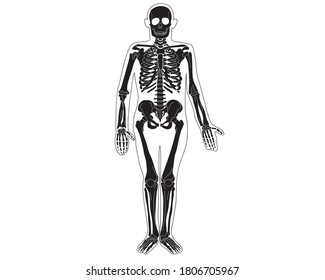 Anatomy of the human skeleton in expanded form. Vector isolated flat illustration of white silhouette  skull and bones on black background.Halloween, medical, educational or scientific banner.