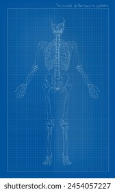 Anatomy of human skeleton, front view, drawn on a blue paper	
