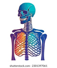 Anatomie des menschlichen Skeletts auf Weiß