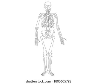Anatomy of the human skeleton in a spread view. Vector isolated flat illustration of skull and bones. Halloween, medical, educational or scientific banner