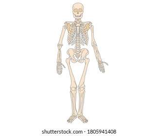 Anatomy of the human skeleton in a spread view. Vector isolated flat illustration of skull and bones. Halloween, medical, educational or scientific banner
