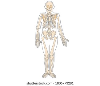Anatomy of the human skeleton in a spread view. Vector isolated flat illustration of skull and bones. Halloween, medical, educational or scientific banner