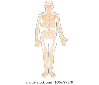 Anatomy of the human skeleton in a spread view. Vector isolated flat illustration of skull and bones. Halloween, medical, educational or scientific banner