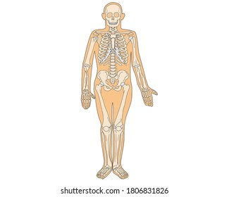 Anatomy of the human skeleton in a spread view. Vector isolated flat illustration of skull and bones. Halloween, medical, educational or scientific banner