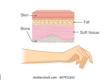 Anatomy of Human Skin layer and arm isolated on white. Ideal for medical Illustration and science.