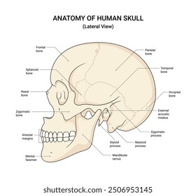 Anatomy of Human Skull Lateral View