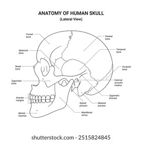 Anatomia da visão lateral do crânio humano em estilo de linha