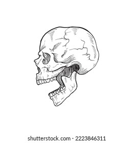 Anatomy of the Human skull with open jaws, vector illustration on white background