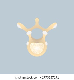 Anatomy Of Human Spine Bone,thoracic Vertebrae Or Dorsal Vertebrae Upper Side View, Internal Organs Body Part Orthopedic, Health Care Concept, Vector Illustration Cartoon Flat Character Design