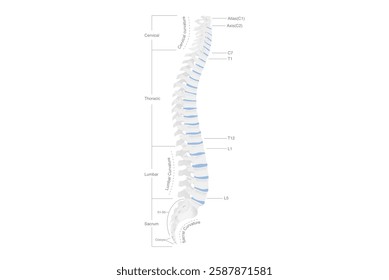 Anatomy of human spine in side view . Spinal is central human bone supporting the body’s structure. Backbone diagram.