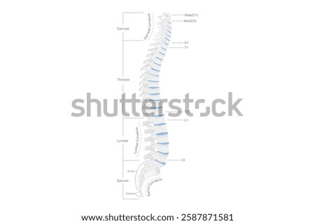Anatomy of human spine in side view . Spinal is central human bone supporting the body’s structure. Backbone diagram.