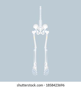 anatomy of human spine, spinal cord, hip, pelvic bone, long bone marrow basics, leg and foot, internal organs body part orthopedic health care, vector illustration cartoon flat character design