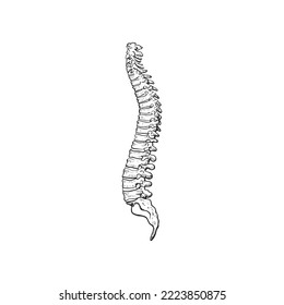 Anatomy of the Human Spine, vector illustration on white background