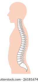 anatomy of human spine, the vertebral column. Backbone. Health care and medical concept