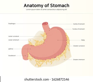 Anatomy of the human stomach