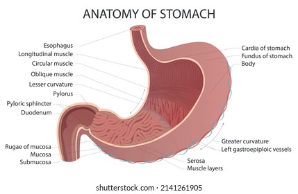 Cardia Images, Stock Photos & Vectors | Shutterstock