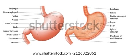 Anatomy of the human stomach and his shell structure with description of the corresponding internal parts. Sagittal section. Anatomical vector illustration isolated over white background. Realistic