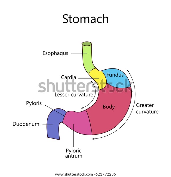 Anatomy Human Stomach Internal Structure Vector Stock Vector (Royalty