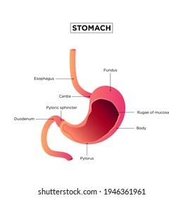 Anatomy Human Stomach Medical Poster Inside Stock Vector (Royalty Free ...