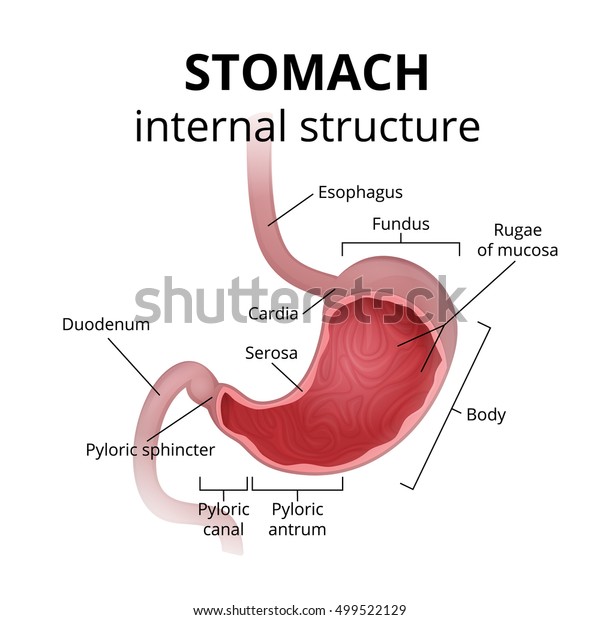 The anatomy of the human stomach, a medical poster
with a detailed diagram of the structure from the inside of the
stomach, digestive system