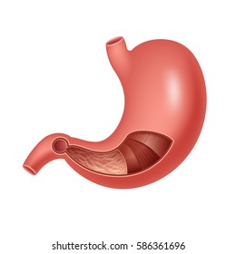 Anatomy of the human stomach. Vector illustration