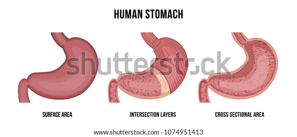 Anatomy Human Stomach Vector Illustration Stock Vector (Royalty Free ...