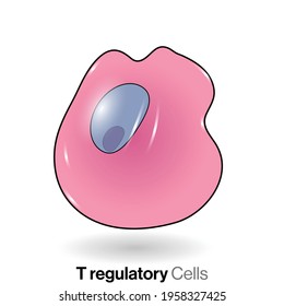 Anatomy Of Human T Regulatory Cell Or Lymphocyte Of Immune System.