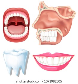 Anatomy of Human Teeth illustration