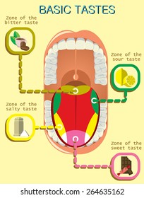 Anatomy of the human tongue. Basic tastes