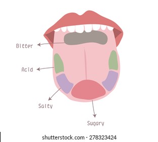 Anatomy Of The Human Tongue. Basic Tastes