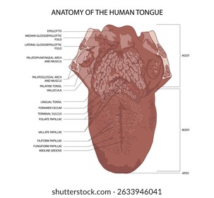 Anatomy of the human tongue. Medical vector illustration.